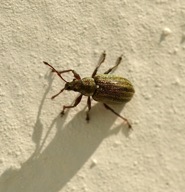 Piccolo Curculionidae striato - Phyllobius pyri